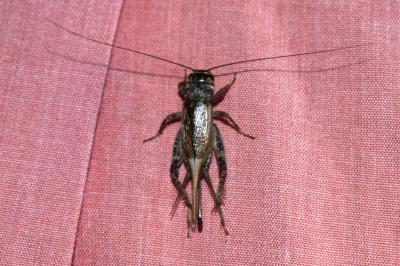 <i>Eumodicogryllus bordigalensis</i>