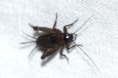 <i>Nemobius sylvestris</i>