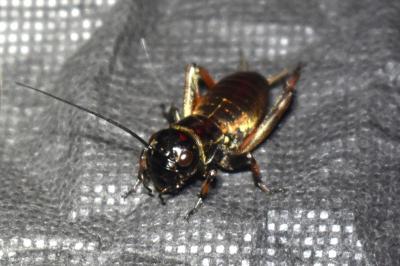 <i>Gryllus campestris</i>