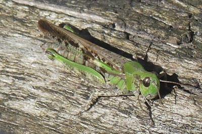 <i>Aiolopus thalassinus</i>