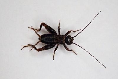 <i>Nemobius sylvestris</i>