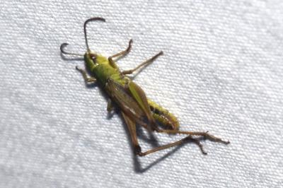 <i>Pseudochorthippus parallelus</i>