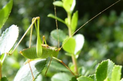 <i>Leptophyes punctatissima</i>