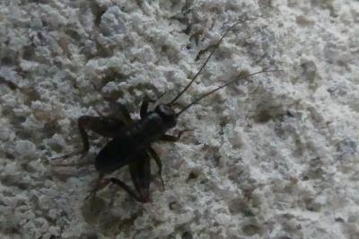 <i>Nemobius sylvestris</i>