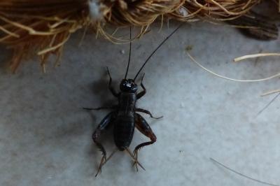 <i>Nemobius sylvestris</i>