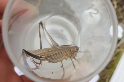 <i>Platycleis affinis</i>