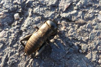<i>Gryllus campestris</i>