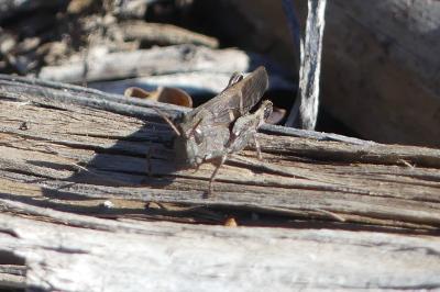 <i>Aiolopus strepens</i>