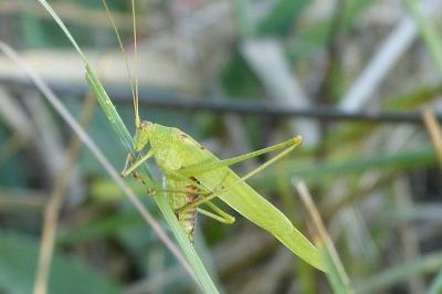 <i>Phaneroptera falcata</i>