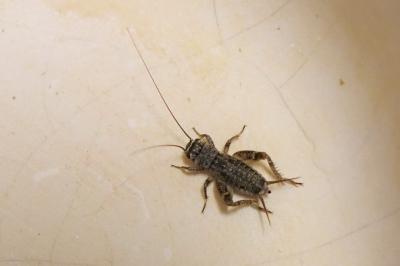 <i>Eumodicogryllus bordigalensis</i>