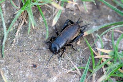 <i>Gryllus campestris</i>