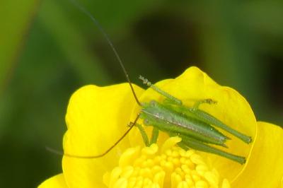 <i>Tettigonia viridissima</i>