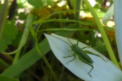 <i>Tettigonia viridissima</i>