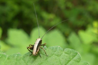 <i>Pholidoptera griseoaptera</i>
