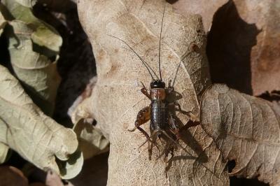 <i>Nemobius sylvestris</i>