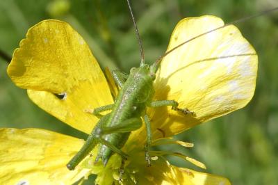<i>Tettigonia viridissima</i>