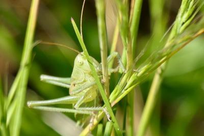 <i>Tettigonia viridissima</i>