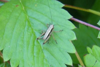<i>Pholidoptera griseoaptera</i>