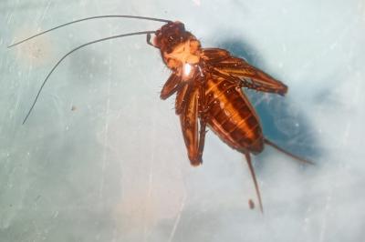 <i>Nemobius sylvestris</i>