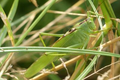 <i>Tettigonia viridissima</i>