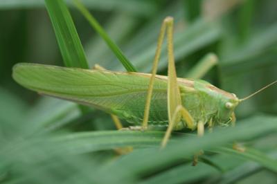 <i>Tettigonia viridissima</i>