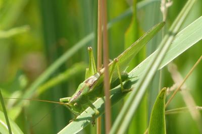 <i>Tettigonia viridissima</i>