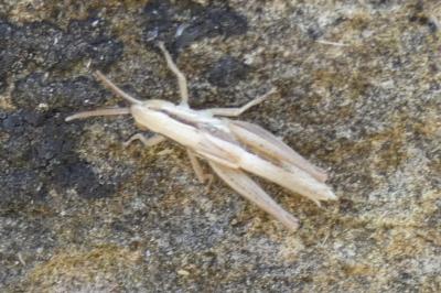 <i>Euchorthippus elegantulus</i>