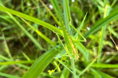 <i>Tettigonia viridissima</i>