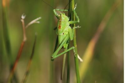 <i>Tettigonia viridissima</i>