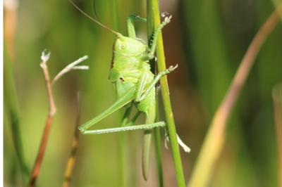 <i>Tettigonia viridissima</i>