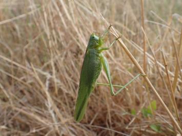 <i>Tettigonia viridissima</i>
