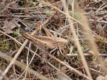 <i>Platycleis affinis</i>