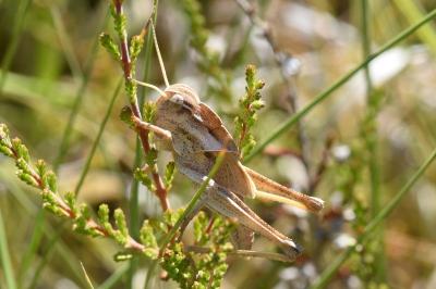 <i>Locusta migratoria</i>