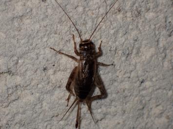 <i>Eumodicogryllus bordigalensis</i>