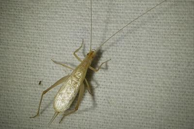 <i>Oecanthus pellucens</i>