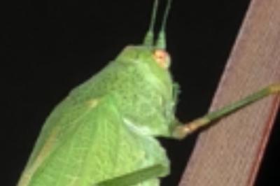 <i>Phaneroptera falcata</i>