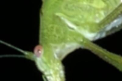 <i>Phaneroptera falcata</i>