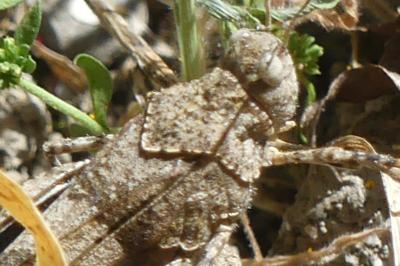 <i>Oedipoda caerulescens</i>