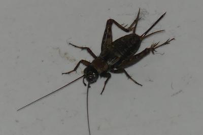 <i>Nemobius sylvestris</i>