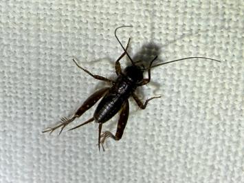 <i>Pteronemobius heydenii</i>