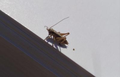 <i>Pholidoptera griseoaptera</i>