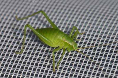 <i>Isophya pyrenaea</i>