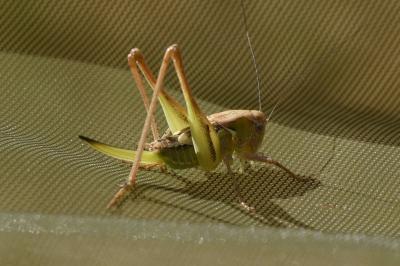 <i>Platycleis affinis</i>