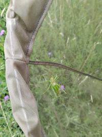 <i>Tettigonia viridissima</i>