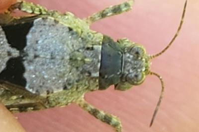 <i>Paratettix meridionalis</i>