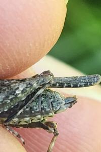 <i>Paratettix meridionalis</i>