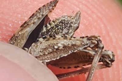 <i>Tetrix undulata</i>