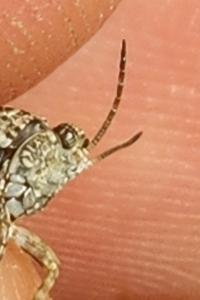 <i>Tetrix undulata</i>
