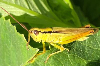 <i>Mecostethus parapleurus</i>