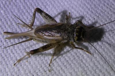 <i>Eumodicogryllus bordigalensis</i>